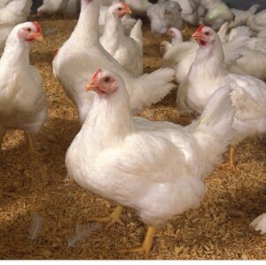 Broiler Production and Horticulture